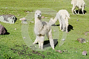 Cute furry small white alpaca