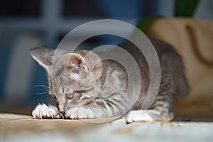 Cute furry tabby kitten Playfull