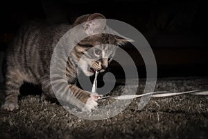 Cute furry tabby kitten Playfull