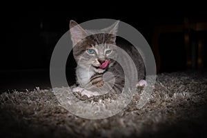 Cute furry tabby kitten Playfull