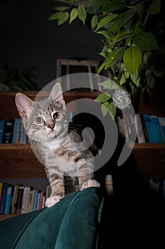 Cute furry tabby kitten Playfull