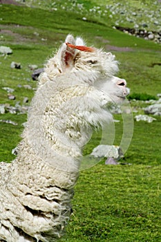 Cute furry white alpaca