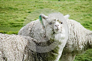 Cute furry white alpaca looking