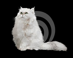 Cute furry white cat with long furry tail, isolated