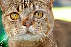 Cute fury brown cat is looking big eyes