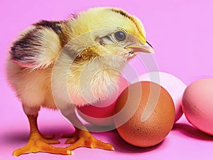 Cute fuzzy baby chick with Easter eggs greeting card