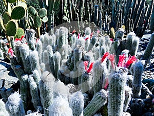 cute, fuzzy silver cacti forest blooming with hot pink flower blossoms