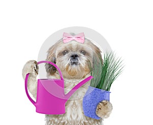 Cute gardener girl dog with flower and watering can isolated on white