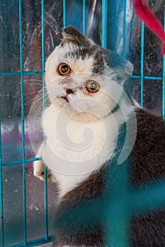 A cute garfield cat sleeping in a cage