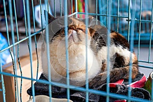 A cute garfield cat sleeping in a cage