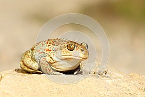 Cute garlic toad standing on the ground