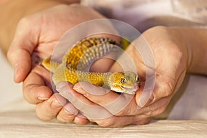 Cute gecko heating in hands