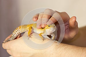 Cute gecko heating in hands