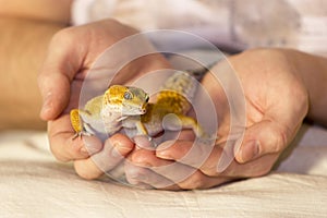 Cute gecko heating in hands