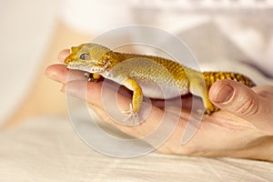 Cute gecko heating in hands