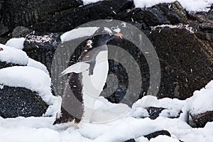 Cute gentoo penguin walking on snow against rock in Antarctica