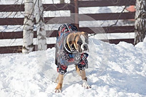 Cute german boxer puppy in beautiful pet clothing is standing on a white snow in the winter park. Pet animals
