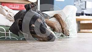 Cute German Pinscher in bed