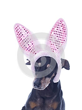 Cute German Pinscher with Easter Bunny Ears