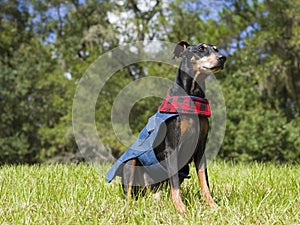 Cute German Pinscher in his Fall Outfit
