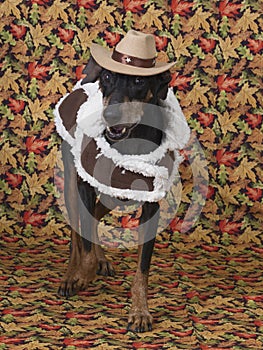 Cute German Pinscher modeling his fall outfit