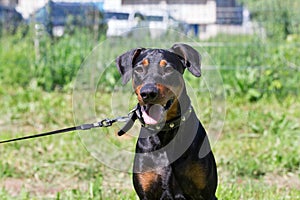 Cute german pinscher puppy with lolling tongue is sitting on a green meadow. Pet animals