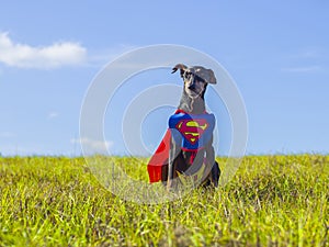 Cute German Pinscher Superhero