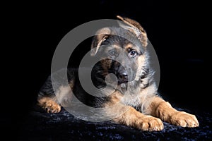 Cute german shephard puppy lying on black background and looking straight into the camera