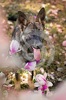 Cute german shepher dog standing between blossom flowers.