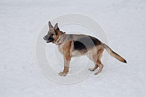 Cute german shepherd with black mask is standing on the white snow. Pet animals
