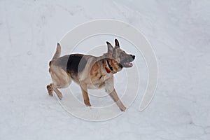 Cute german shepherd with black mask is walking on the white snow. Pet animals