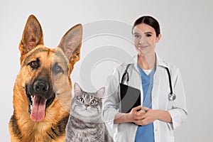 Cute German shepherd dog with cat and veterinarian on background