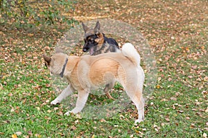 Cute german shepherd dog puppy and american akita puppy are playing in the autumn park. Pet animals.