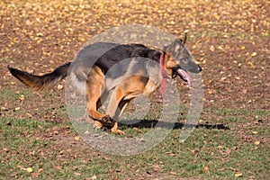 Cute german shepherd dog puppy is running in the autumn park. Pet animals