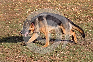 Cute german shepherd dog puppy is running in the autumn park. Pet animals