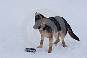 Cute german shepherd dog puppy is standing on a white snow with his toy. Pet animals