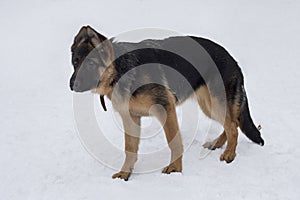 Cute german shepherd dog puppy is standing on white snow in the winter park. Four month old. Pet animals.