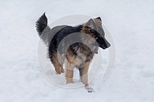 Cute german shepherd dog puppy is standing on a white snow in the winter park. Pet animals