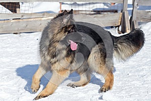 Cute german shepherd dog puppy is standing on a white snow in the winter park. Pet animals