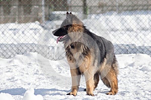 Cute german shepherd dog puppy is standing on a white snow in the winter park. Pet animals.