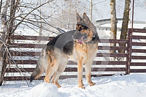 Cute german shepherd dog puppy is standing on white snow in the winter park. Pet animals