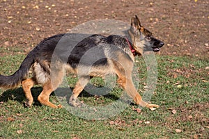 Cute german shepherd dog puppy is walking in the autumn park. Pet animals.