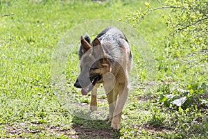 Cute german shepherd dog puppy is walking on a green grass in the spring park. Pet animals.