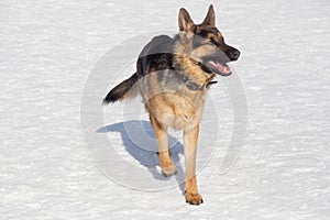 Cute german shepherd dog puppy is walking on white snow in the winter park. Pet animals