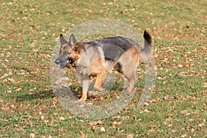 Cute german shepherd dog is running with stick in his teeth in the autumn park. Pet animals