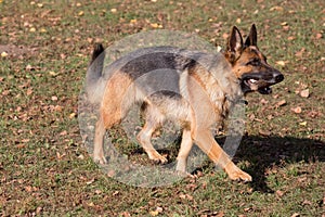 Cute german shepherd dog is running with stick in his teeth in the autumn park. Pet animals.