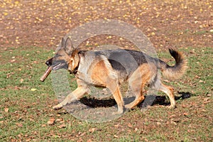 Cute german shepherd dog is running with stick in his teeth in the autumn park. Pet animals