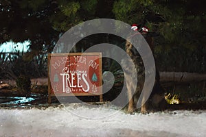 Cute german shepherd dog with a Santa headband near a red Christmas sign under the Christmas tree