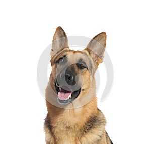 Cute German shepherd dog on white background