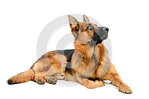 Cute German Shepherd Laying on White Background and Looking Up. Service or Working Male Dog Isolated on White Background